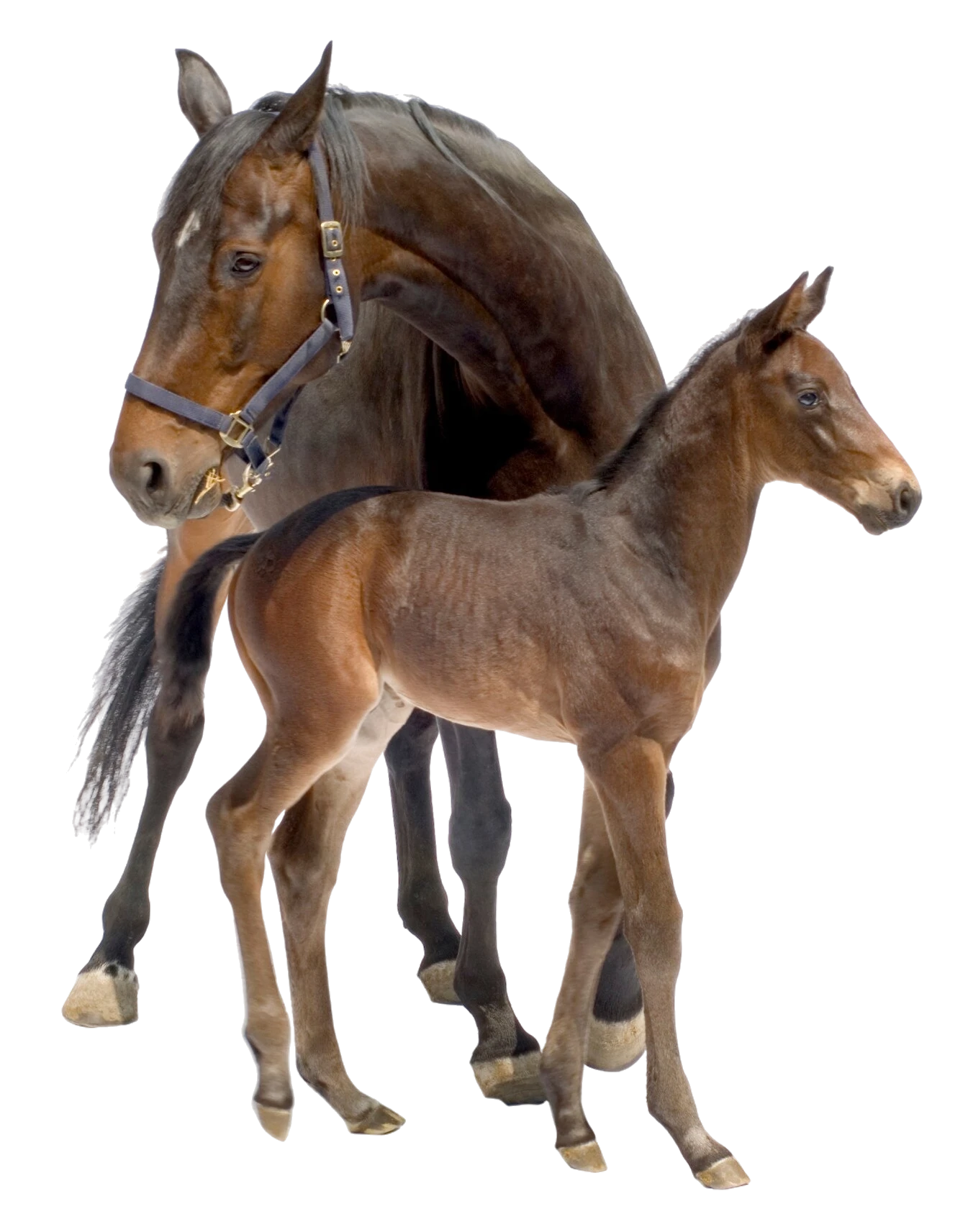 kanca és csikó, mare and foal, stute und fohlen, jument et poulain